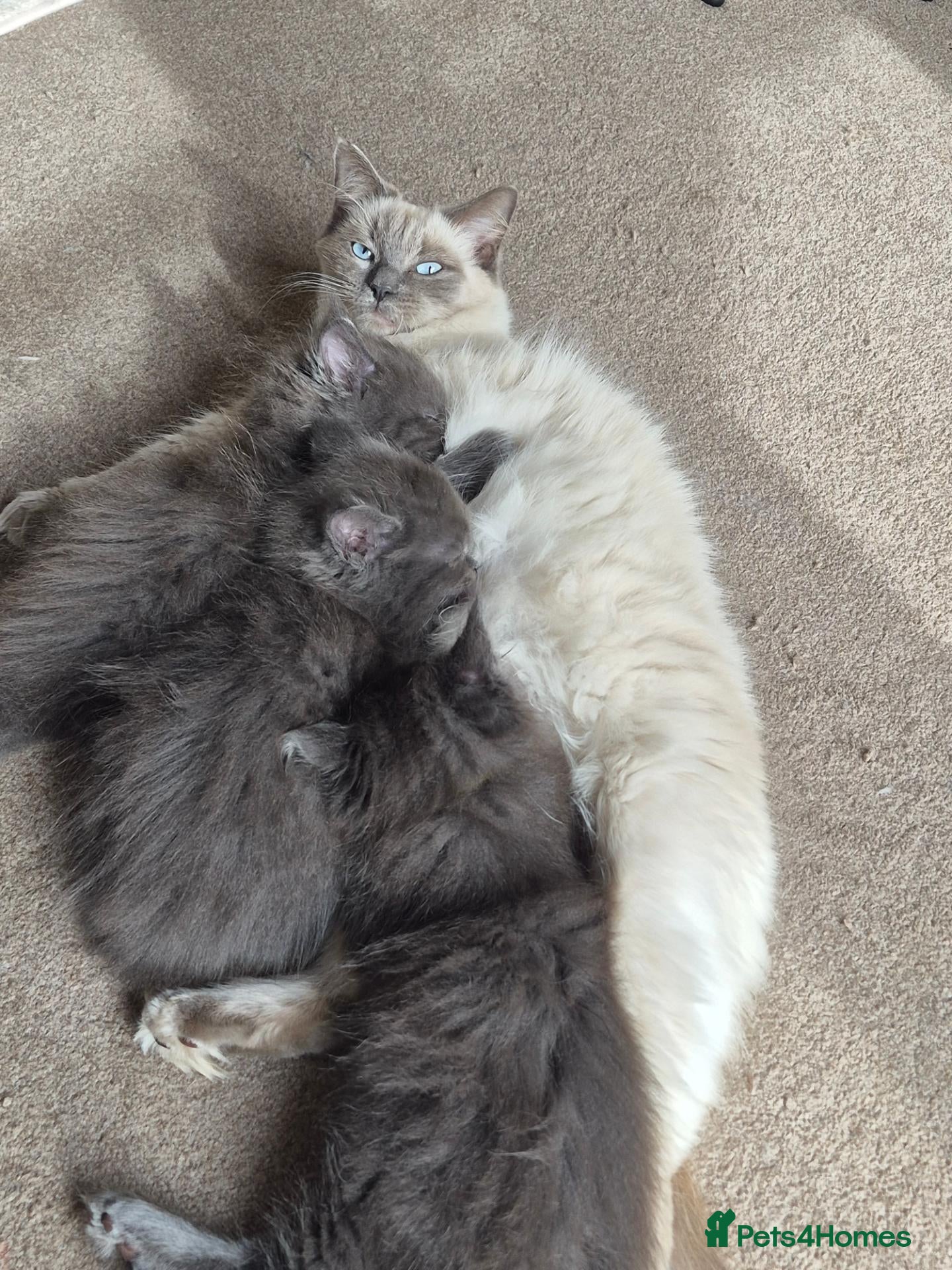 Ragcoon cats Beautifull Blue in colour ragdoll / maincoon mix - Advert 4