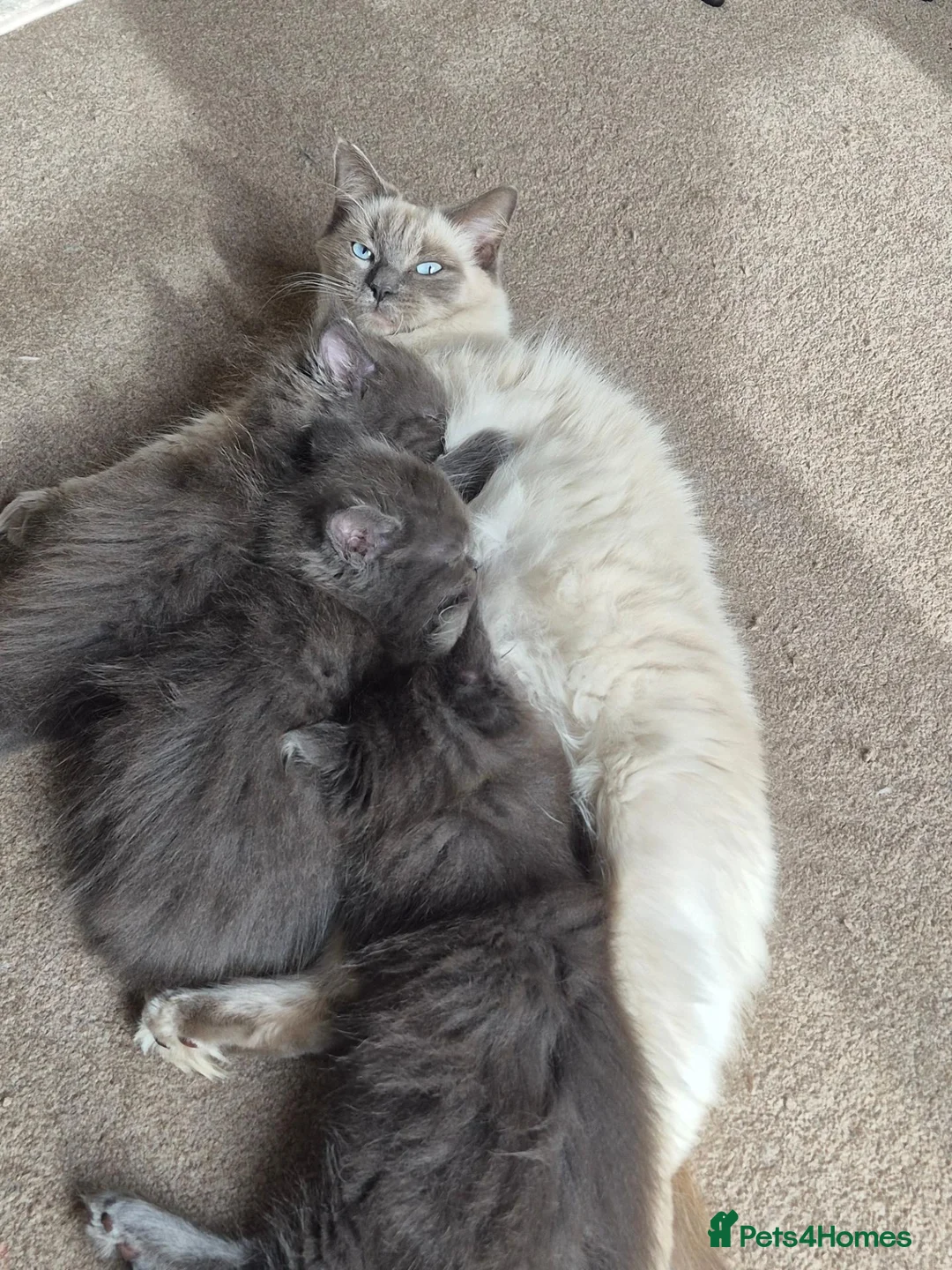 Ragcoon cats for sale: Beautifull Blue in colour ragdoll / maincoon mix - Advert 1
