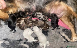 Sprocker dogs for sale: Sprocker puppies for sale - Advert 2