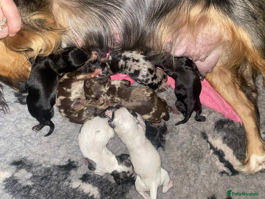 Sprocker dogs for sale: Sprocker puppies for sale - Advert 2