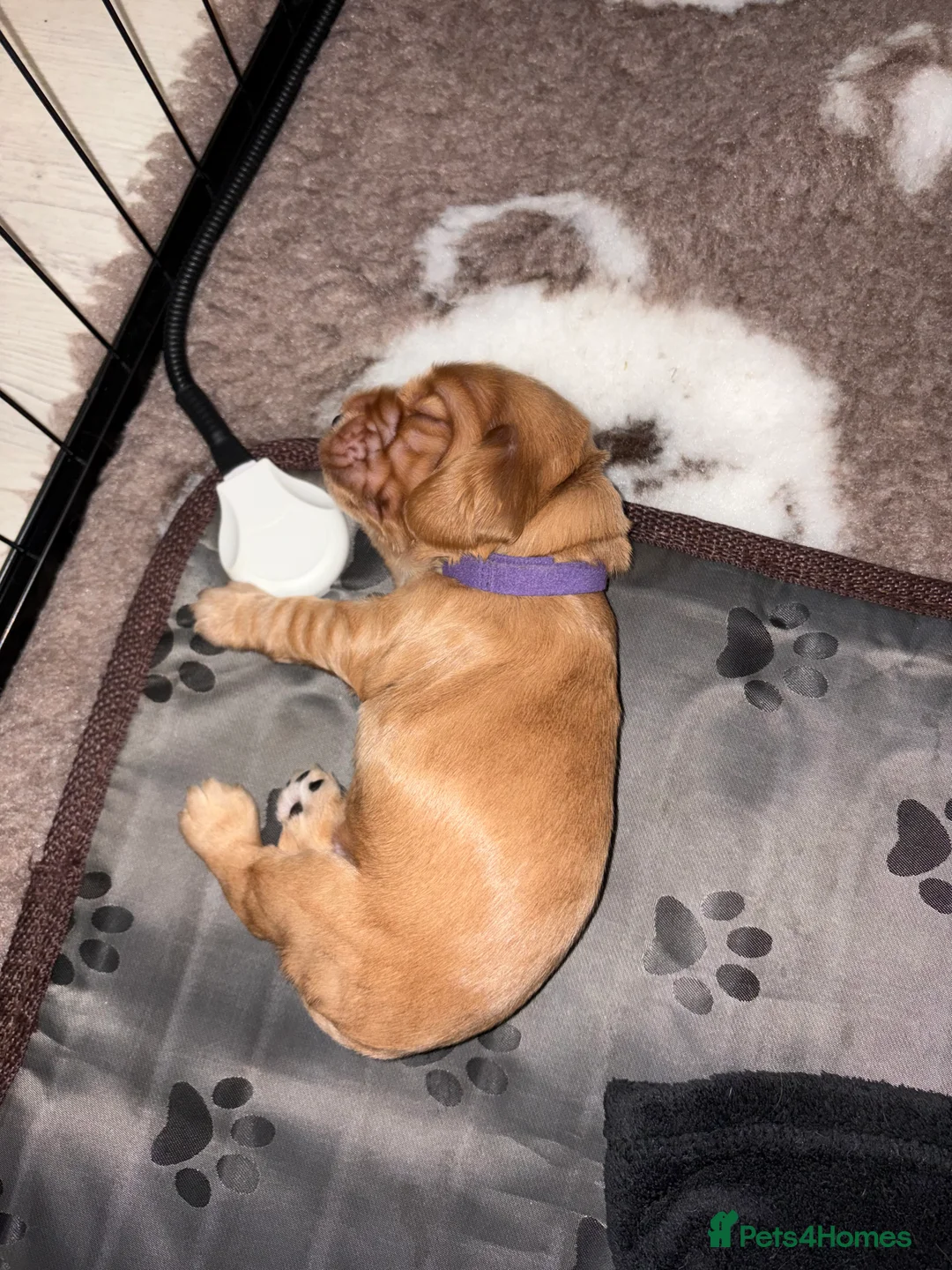 Cocker Spaniel dogs for sale: Show type cocker spaniels - Advert 8