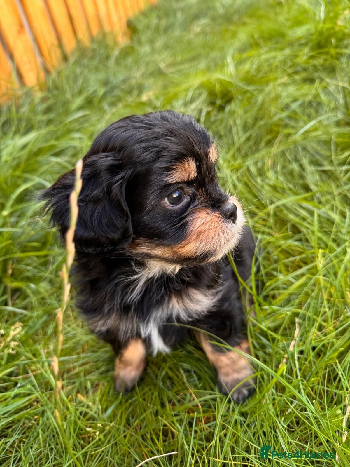Mixed Breed dogs Shihpoo - Advert 1