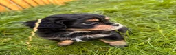 Mixed Breed dogs for sale: Shihpoo - Advert 1
