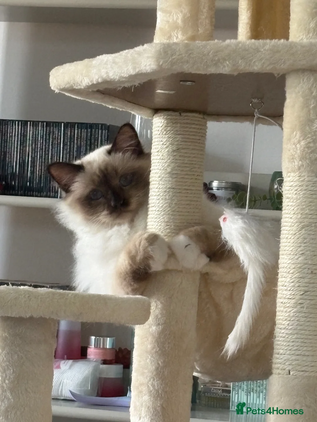 Birman cats for sale: Beautiful Birman Boy in London - Advert 1