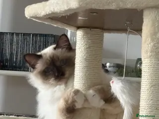 Birman cats Beautiful Birman Boy - Advert 5