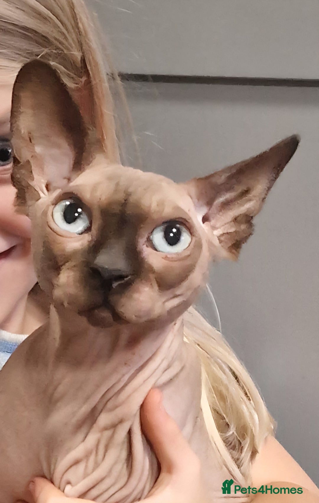 Sphynx cats for sale: Adult Canadian Sphynx for sale and Stud males  - Image 16