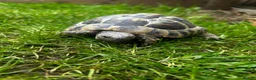 Hermann Tortoise reptiles for sale: Hermann’s Tortoises  in Wimborne - Advert 3