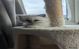 Ragdoll cats for sale: 🧁Sweet ragdolls - Image 7