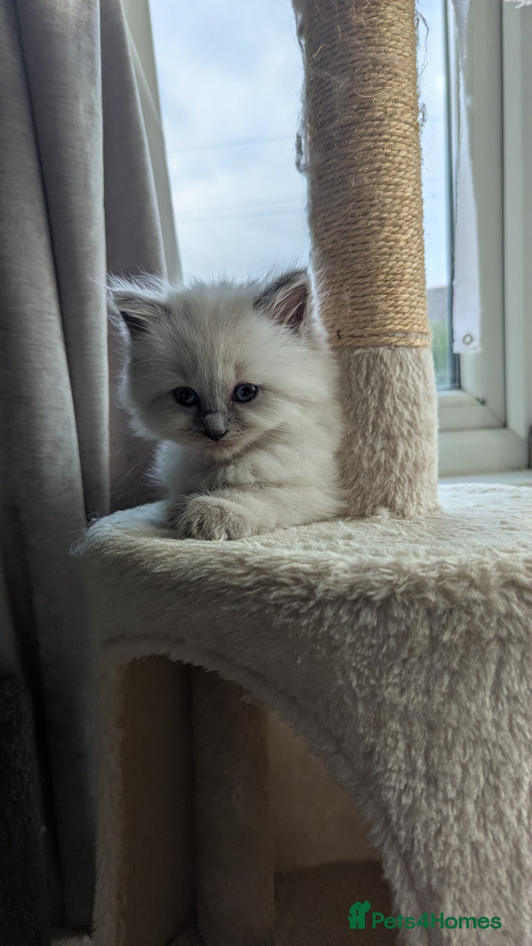 Ragdoll cats for sale: 🧁Sweet ragdolls - Image 7