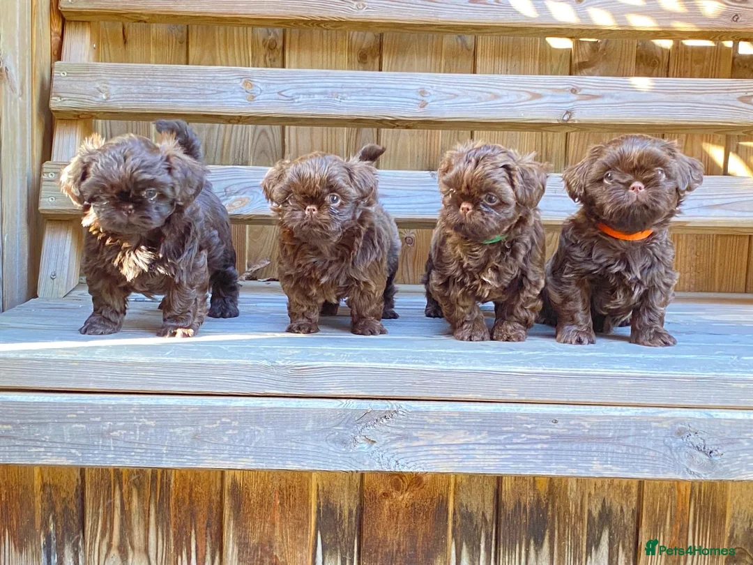 Shih Tzu dogs for sale: Beautiful imperial Shih Tzu  - Advert 2