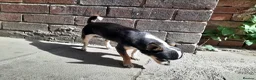 Chihuahua dogs for sale: Missy, pedigree tri black chihuahua girl. - Advert 10