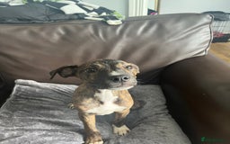 Mixed Breed dogs for sale: Staffy pups - Advert 9