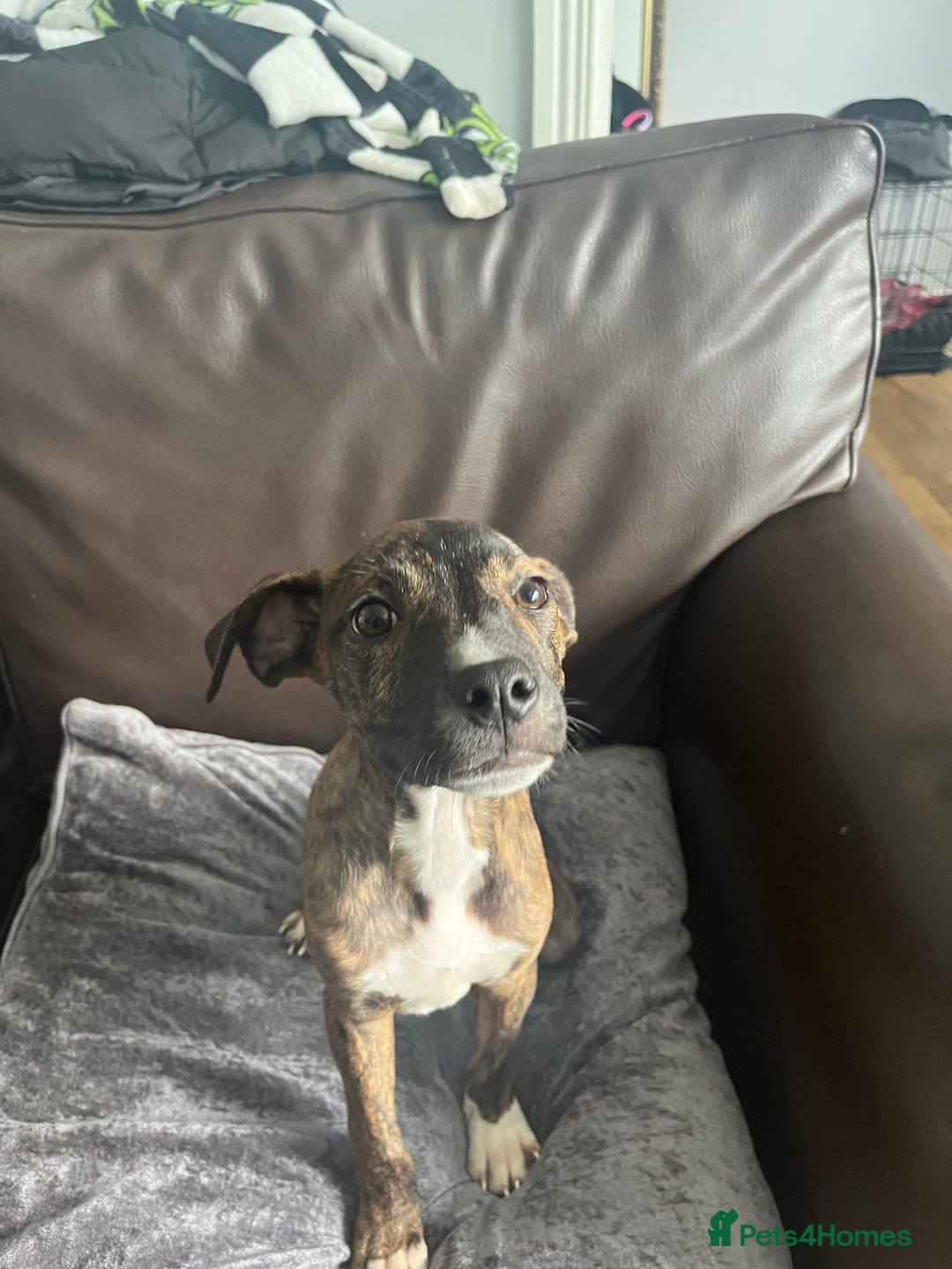 Mixed Breed dogs for sale: Staffy pups - Advert 9
