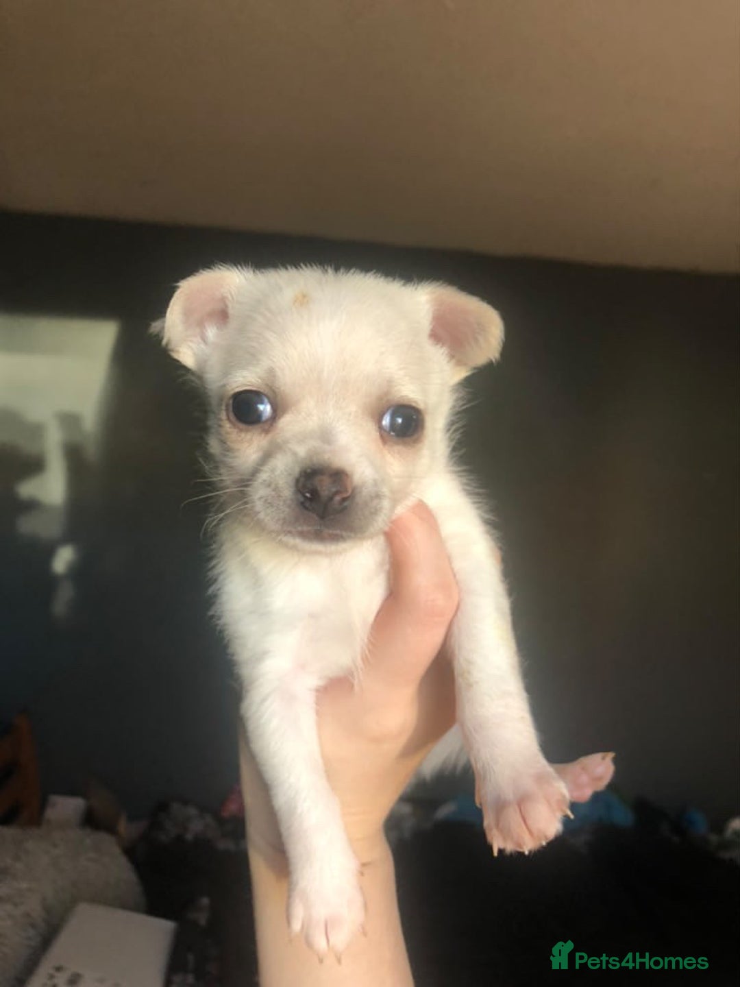 Pomchi dogs for sale: 🐾MALE POMCHI PUPPIES🐾 - Advert 33