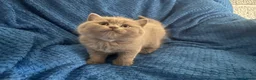 British Shorthair cats for sale: British blue shorthair kittens girls and boys - Advert 3