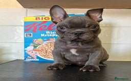 French Bulldog dogs for sale: Testable Choc French Bulldog - Image 2
