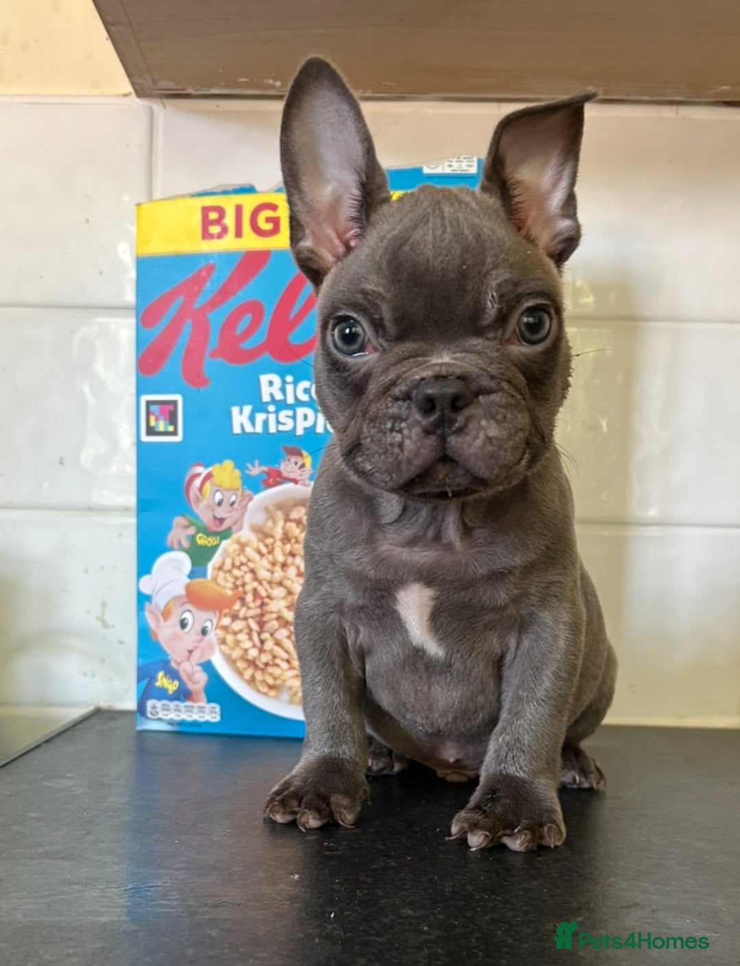 French Bulldog dogs for sale: Testable Choc French Bulldog - Image 2