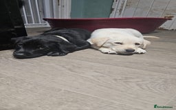 Labrador Retriever dogs for stud: KC reg Labrador for Stud - Image 9