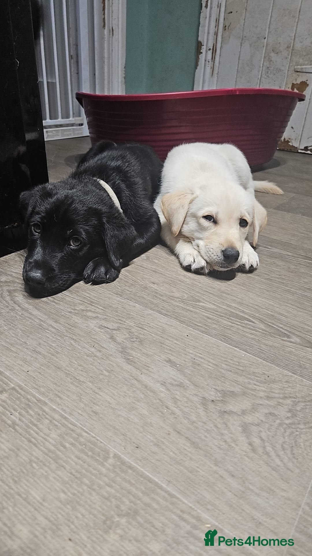 Labrador Retriever dogs for stud: KC reg Labrador for Stud - Image 9