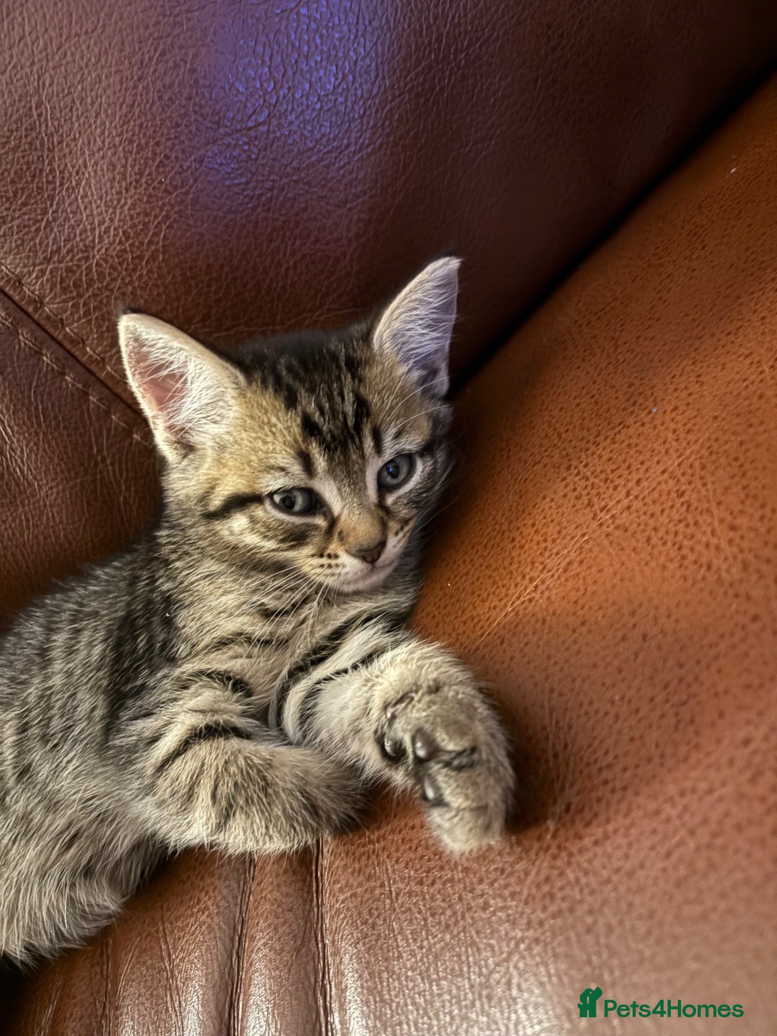 Mixed Breed cats READY British Shorthair X stunning features!  - Advert 11