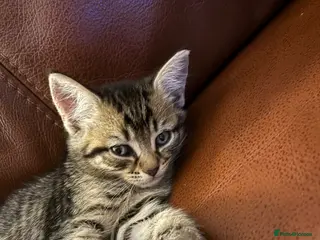 Mixed Breed cats READY British Shorthair X stunning features! - Advert 11