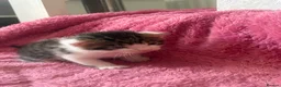 British Longhair cats for sale: 5 gorgeous kittens - Advert 3