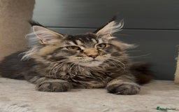 Maine Coon cats for sale: XL maine coon kittens Russia bloodlines Ready Now - Image 2