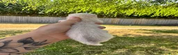 Ferret rodents for sale: White Marked Baby Ferrets in Yeovil - Advert 5