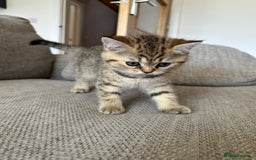 British Shorthair cats for sale: BSH kittens for sale - SOLD - Image 9