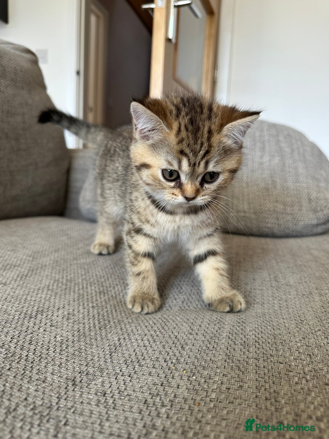 British Shorthair cats for sale: BSH kittens for sale - SOLD - Image 9