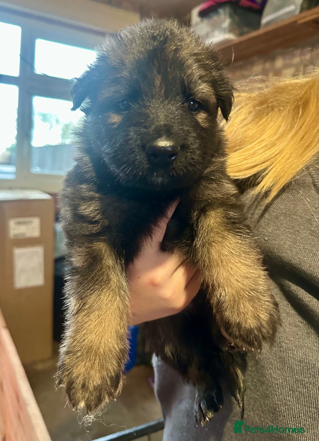 German Shepherd dogs for sale: Beautiful Litter of German Shepherd Puppies - Image 11