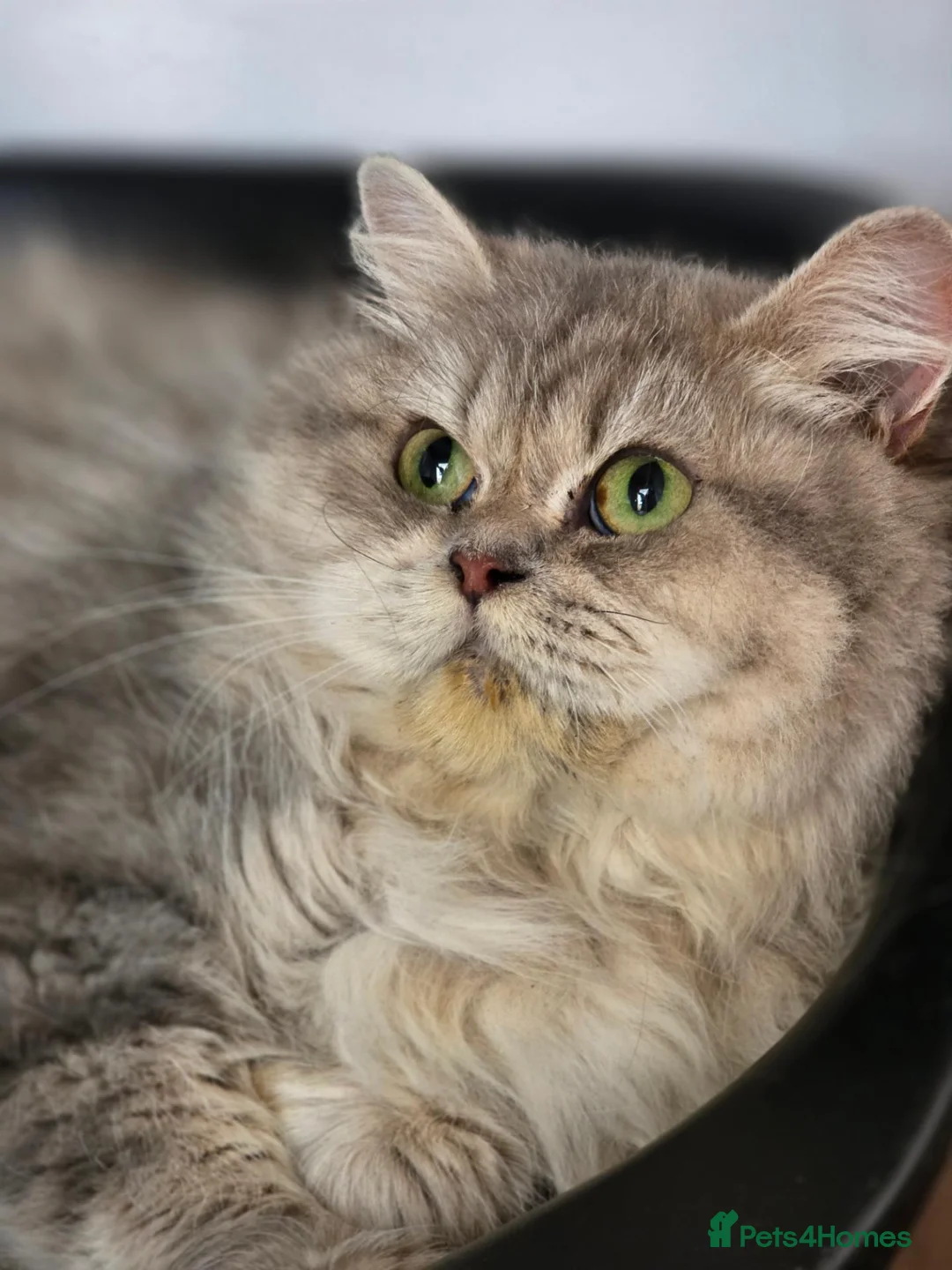 British Longhair cats for sale: GCCF Registered British Longhair  - Advert 1