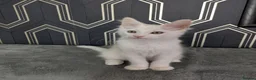Maine Coon cats for sale: Male Maine coon kittens  - Advert 11
