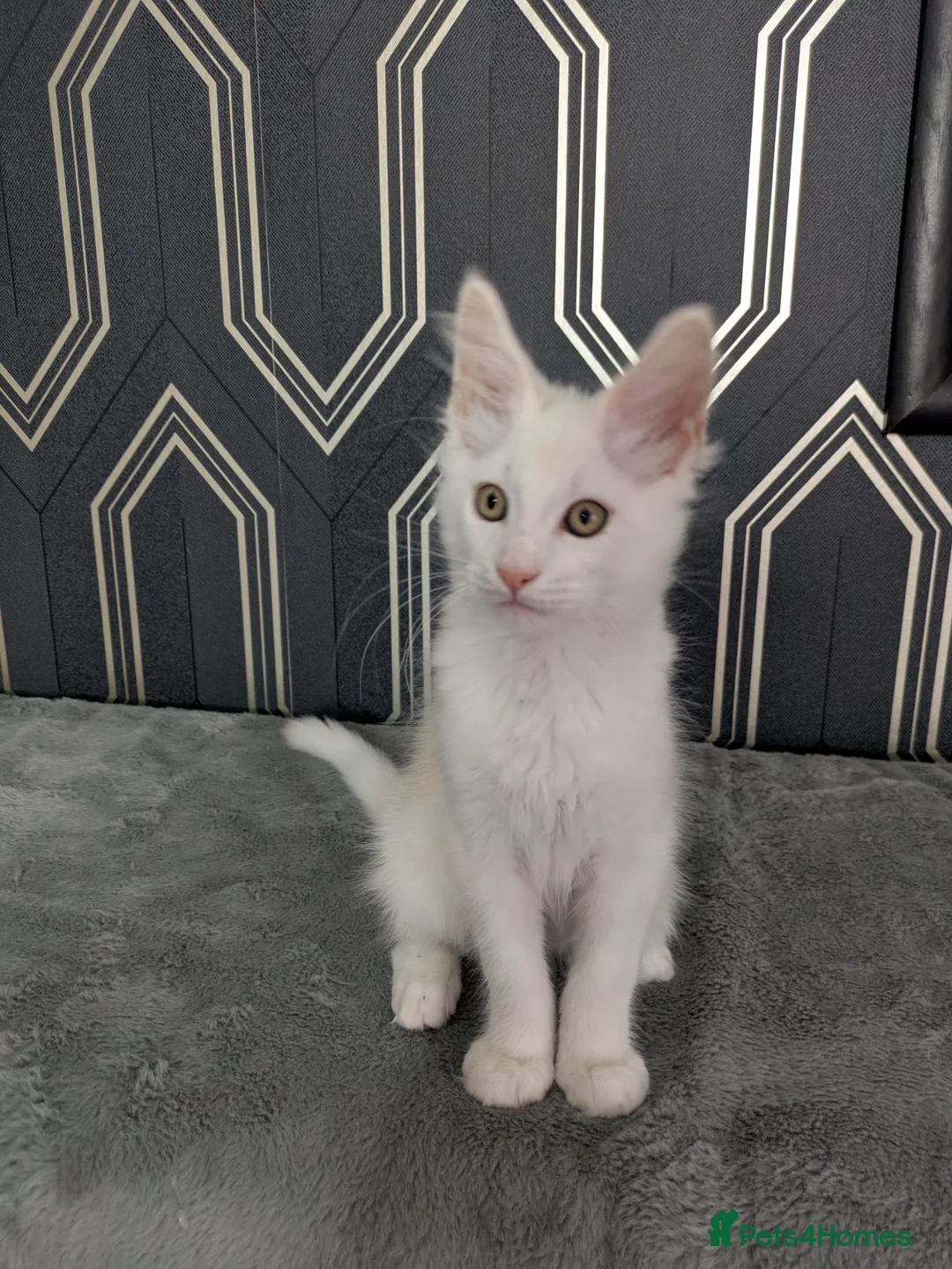 Maine Coon cats for sale: Male Maine coon kittens  - Advert 11