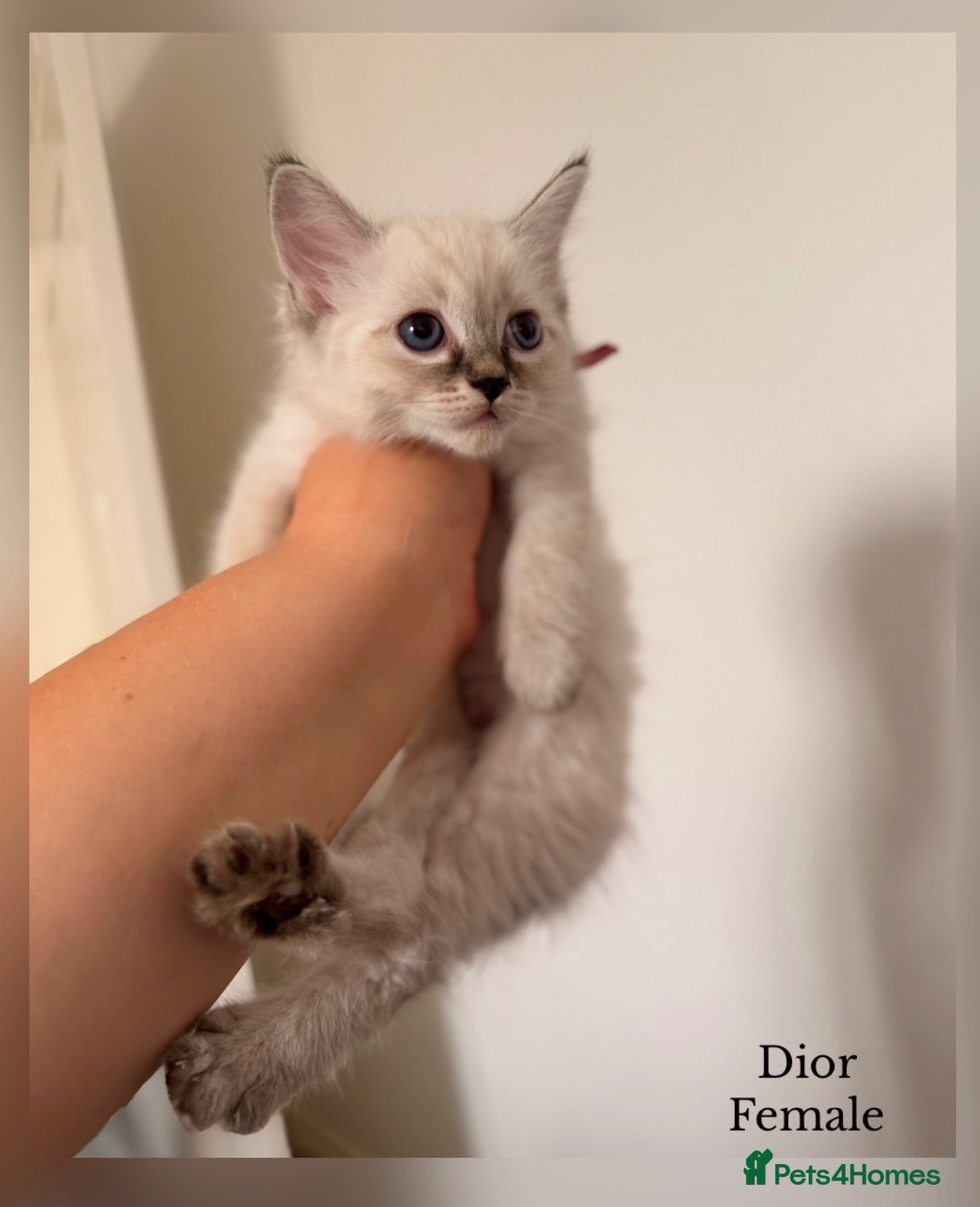 Ragdoll cats 💫 GORGEOUS RAGDOLL KITTENS GIRLS - READY NOW 🏡 - Advert 5