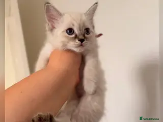 Ragdoll cats 💫 GORGEOUS RAGDOLL KITTENS GIRLS - READY NOW 🏡 - Advert 5