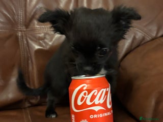 Chihuahua dogs Long Haired Chihuahua - Advert 7