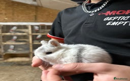 Netherland Dwarf rabbits for sale: Baby netherlands dwarfs ready in 4 weeks - Image 6