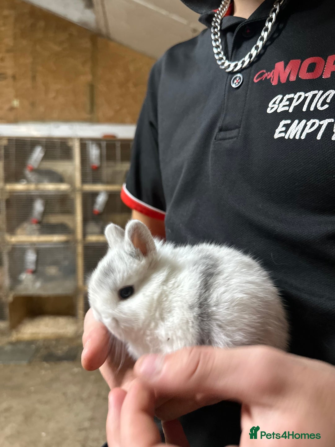 Netherland Dwarf rabbits for sale: Baby netherlands dwarfs ready in 4 weeks - Image 6