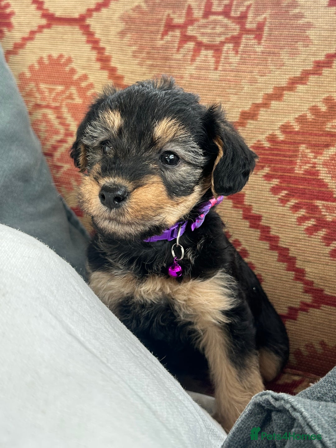 Mixed Breed dogs for sale: Welsh Terrier x Cavapoo (Teddy Bears 🧸 ) - Image 4