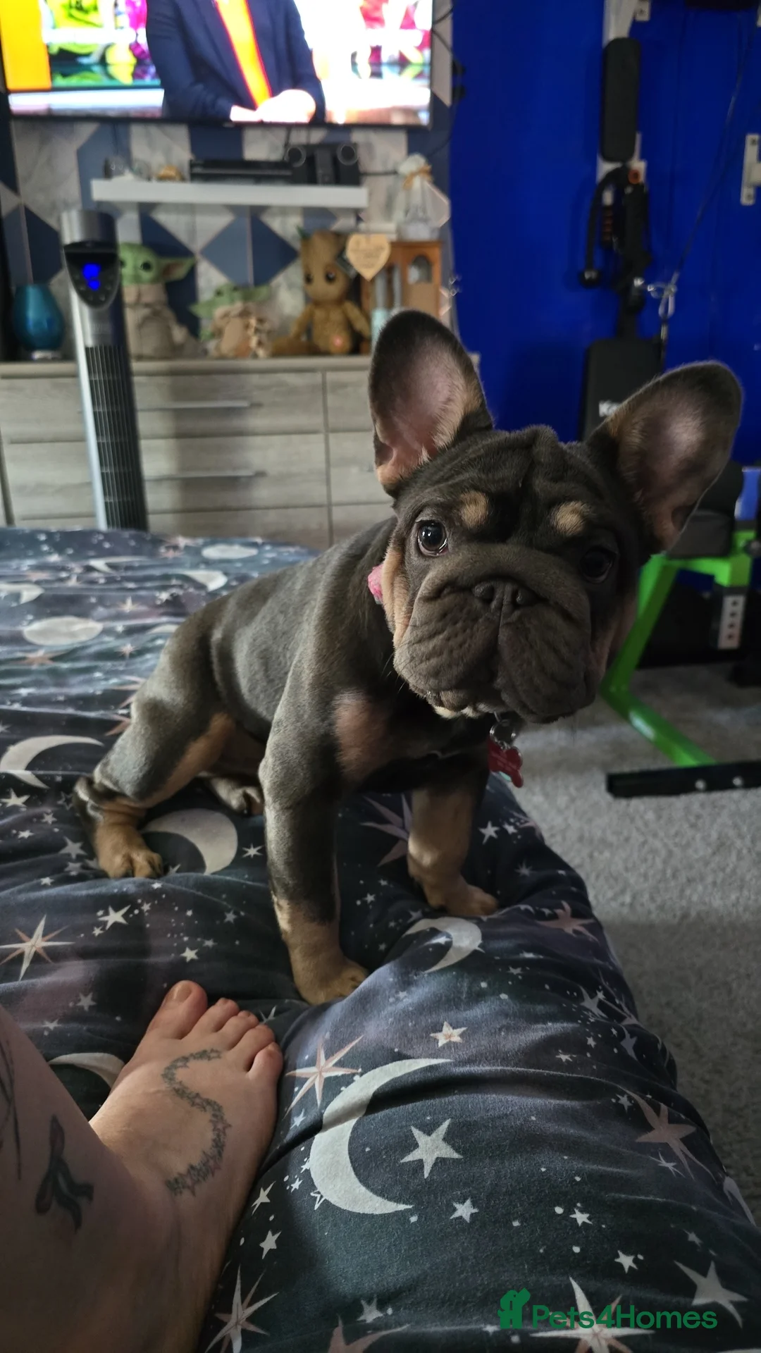 French Bulldog dogs for sale:  **  french bulldog  in Nottingham - Advert 1