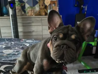 French Bulldog dogs Big rope french bulldog - Advert 4