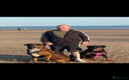 Mixed Breed dogs for sale: Gorgeous st weilers  - Image 11