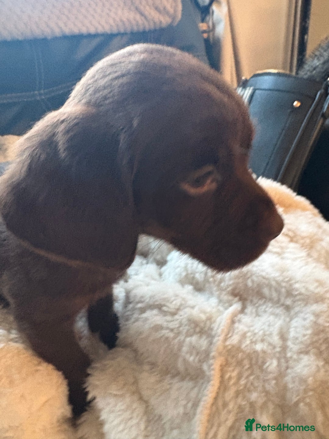 Cockerdor dogs for sale: READY NOW reduced Last choc&tan girl F1 cockerdor - Advert 27