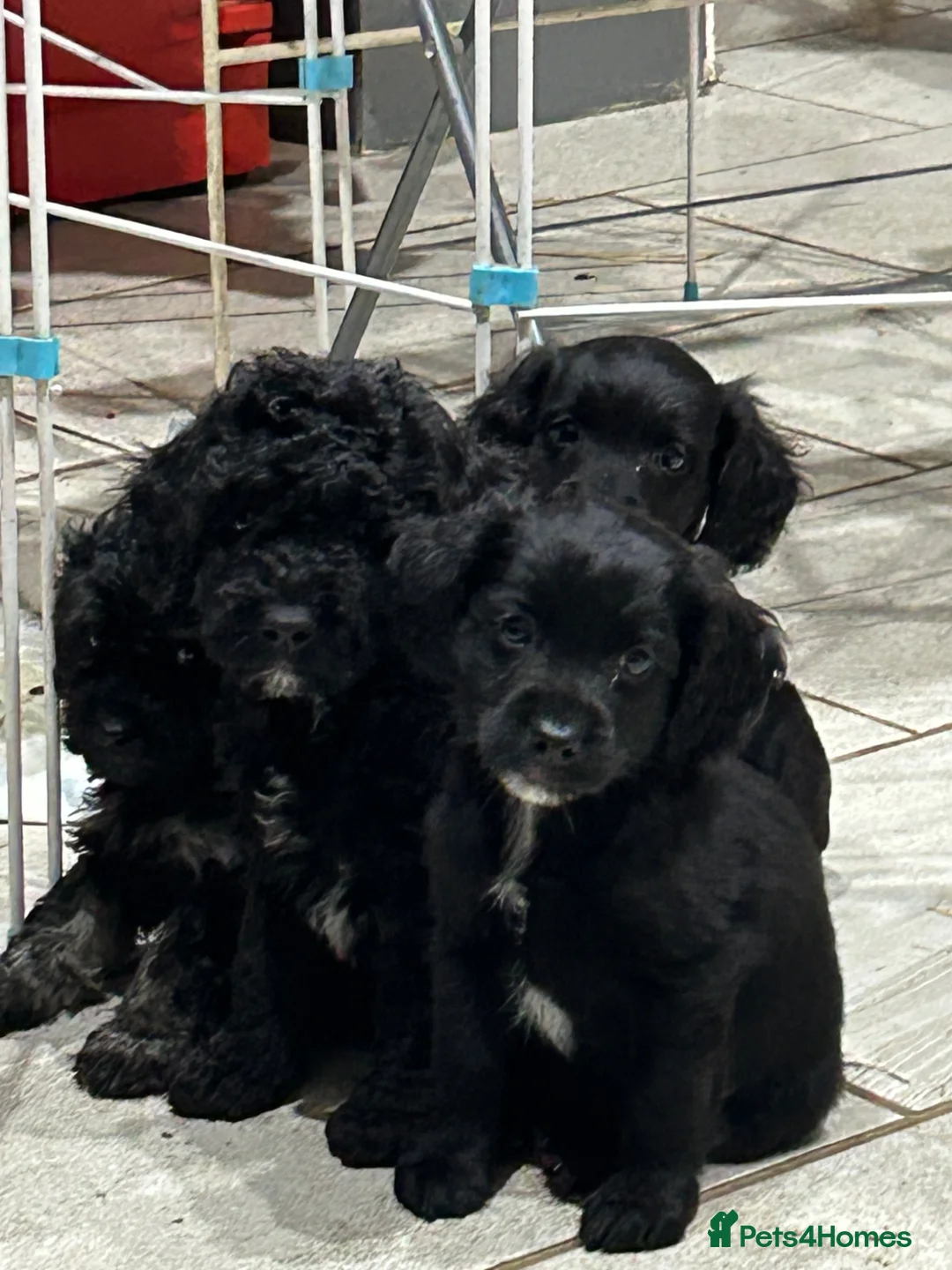 Cockapoo dogs for sale: Male cockapoo in Mablethorpe - Advert 12