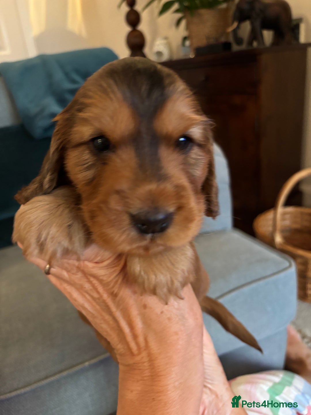 Cocker Spaniel dogs for sale: Outstanding FN clear kc reg cocker spaniel puppies - Image 15