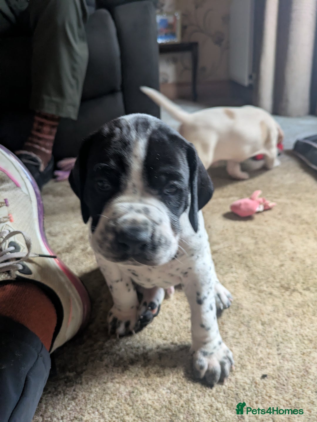 Pointer dogs for sale: Pointer - Advert 5