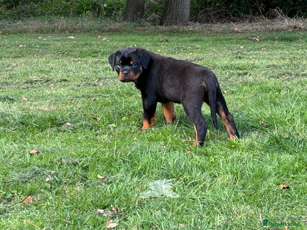 Rottweiler dogs for sale: 🏆Ready to go! By N.1 Stud in the UK METAL!!🏆 - Image 15