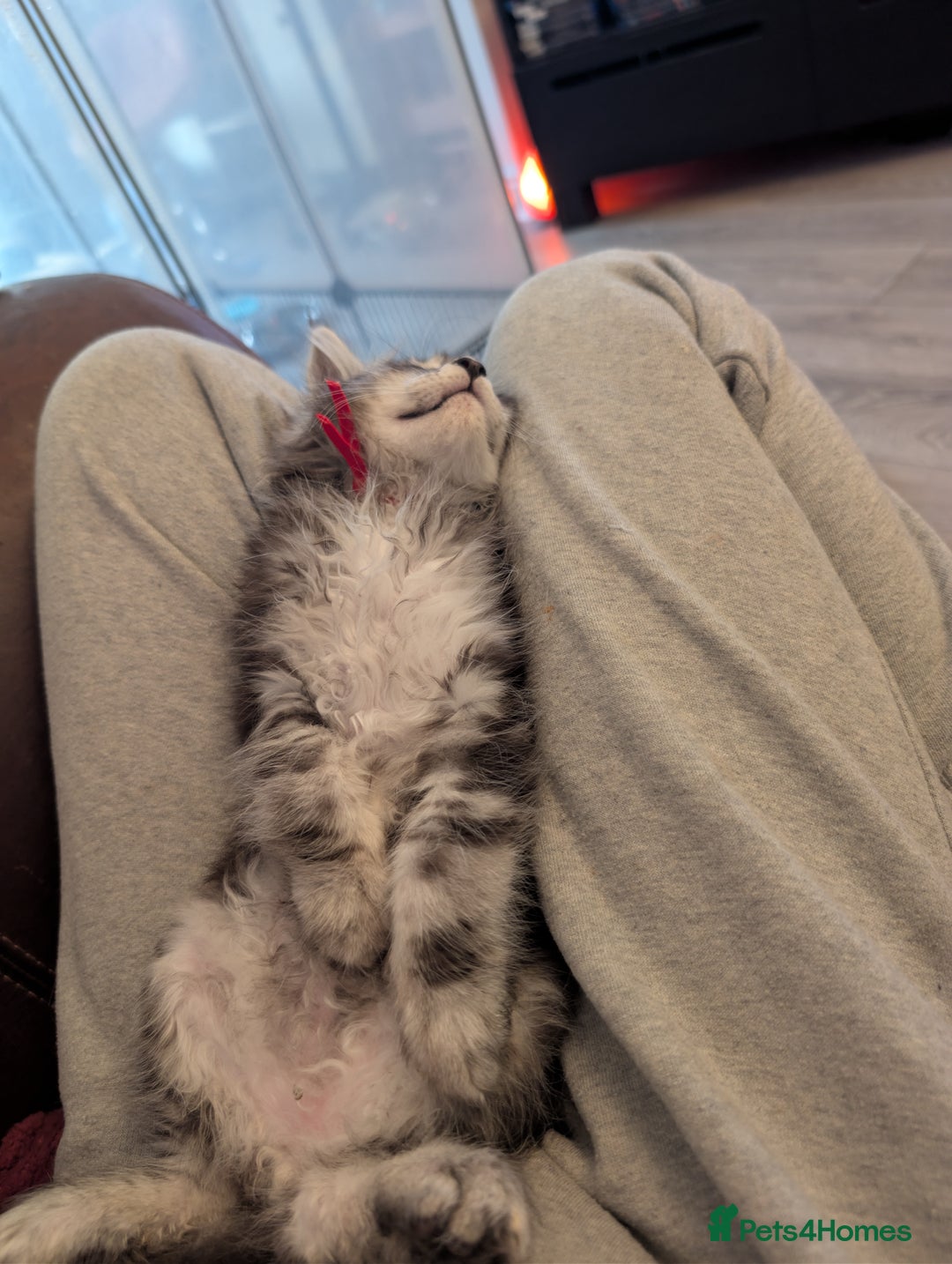 Maine Coon cats for sale: Mainecoon kittens  - Advert 5