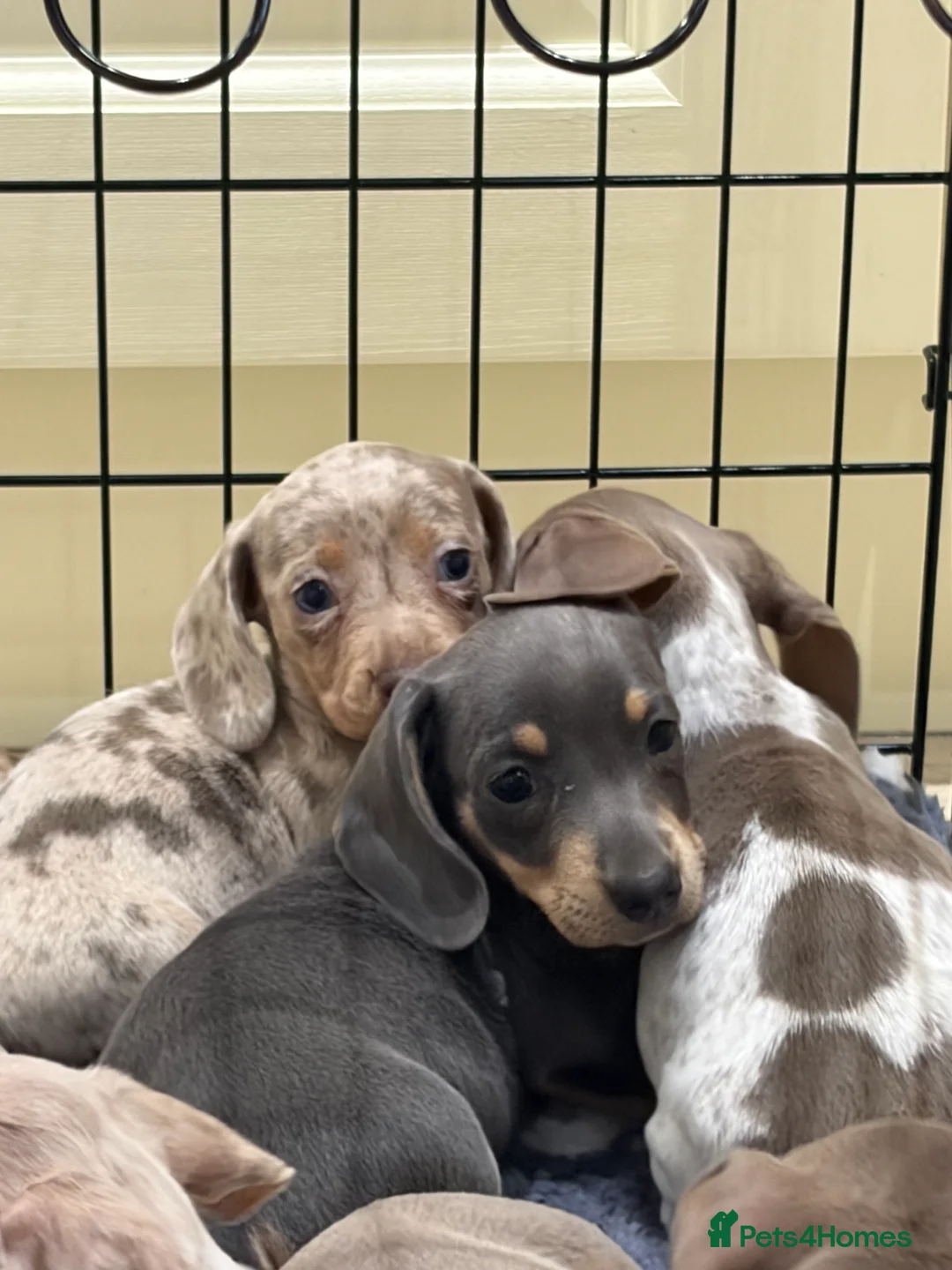 Miniature Dachshund dogs for sale: Miniature dachshund puppies for sale  - Advert 8